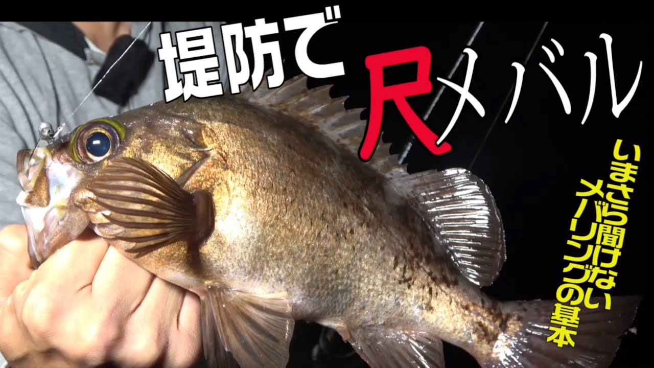 堤防メバリングで尺メバル！ジグ単での大型メバルを釣る方法！テスターによる初心者入門講座
