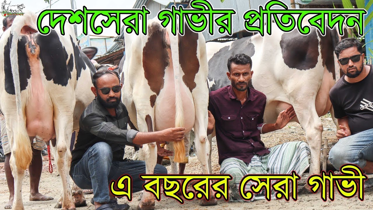 ৪ গাভীতেই সারাদেশে ১০০+ লিটার দুধের গ্যারান্টি! টাকা থাকলেও এমন গাভী সবসময় মিলানো যায় না! Krishi TV