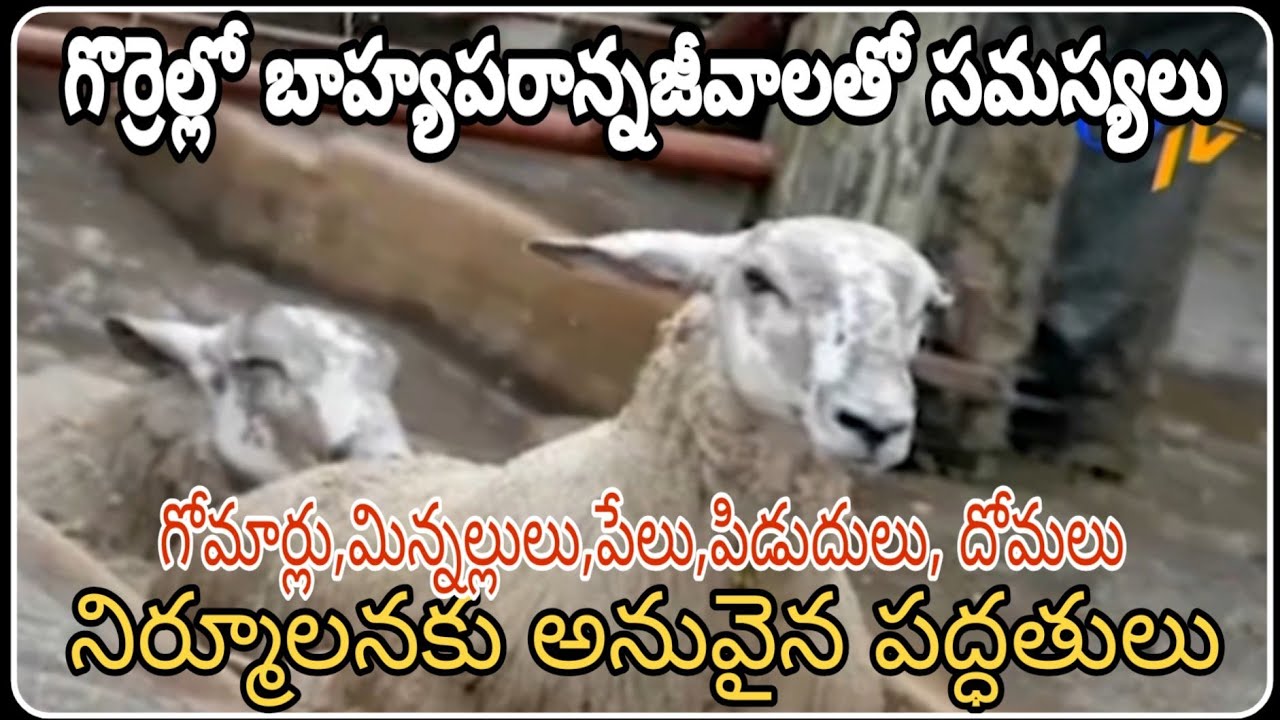 Deticking in Sheep - Procedure- Precautions