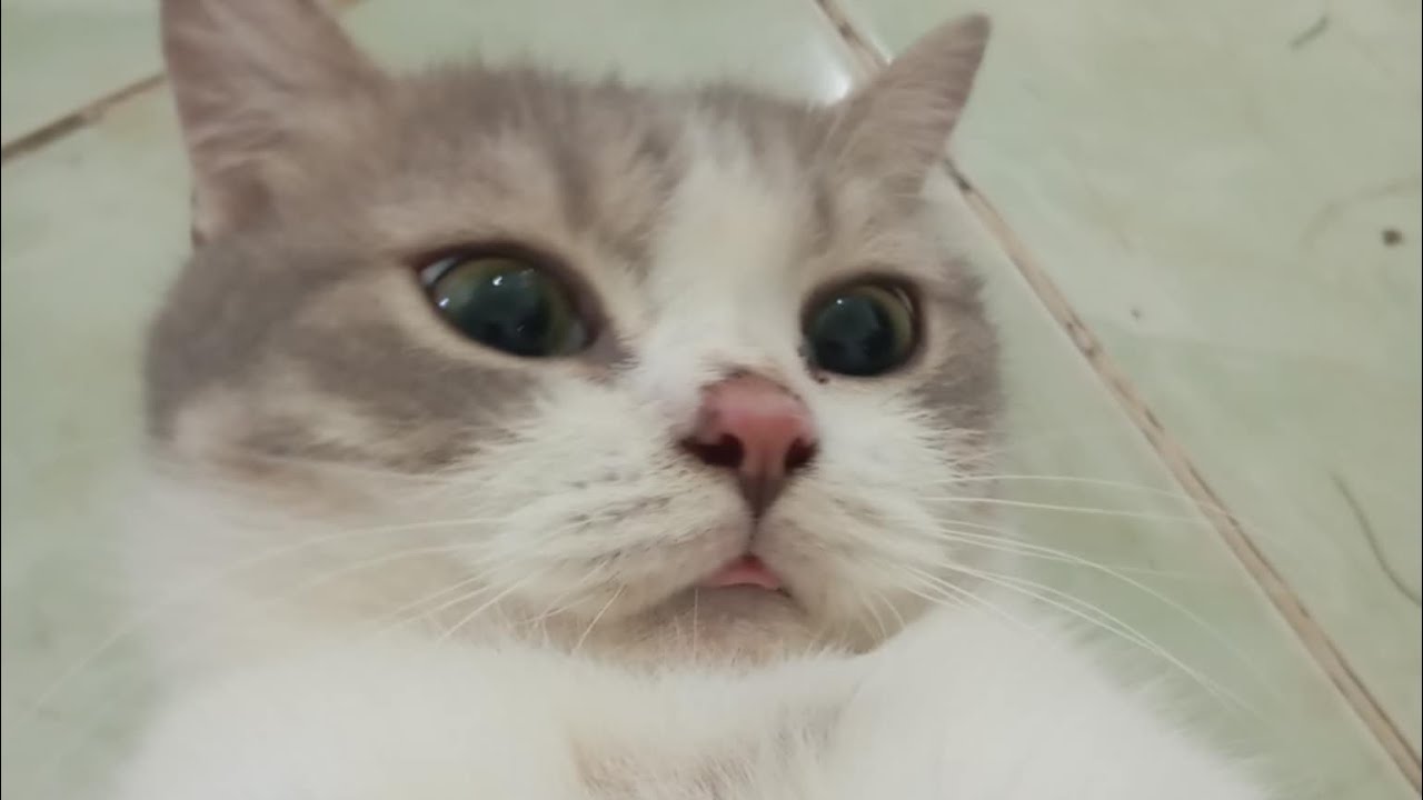 [Meow][250410] | MOONIE | TSUKI - chỗ người ta soạn hồ sơ mà Moonie quậy quá nghenn