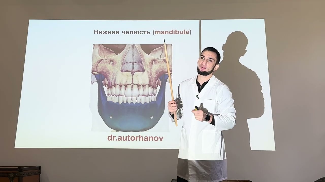 НИЖНЯЯ ЧЕЛЮСТЬ, АНАТОМИЯ НИЖНЕЙ ЧЕЛЮСТИ, СТРОЕНИЕ НИЖНЕЙ ЧЕЛЮСТИ