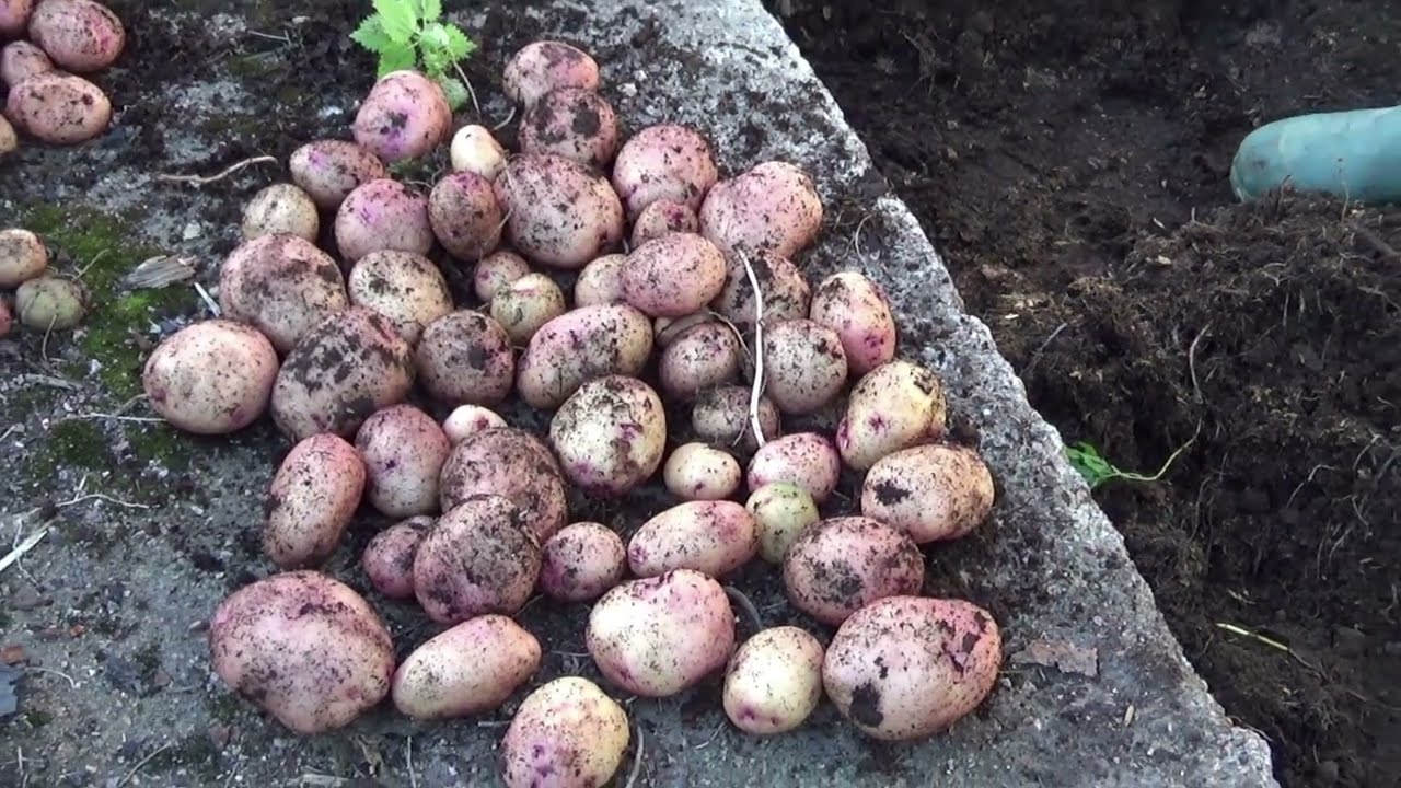 Селекционная 