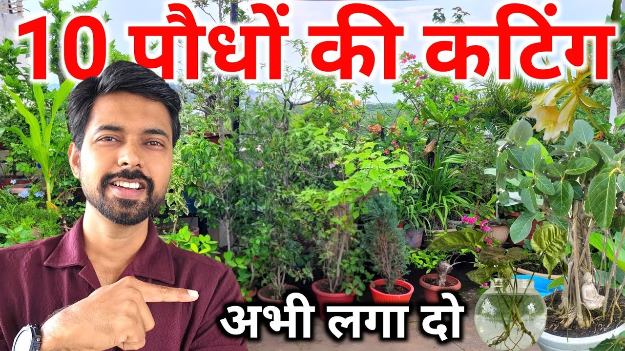Top 10 Plant ☘️ Cuttings You can Grow | How to grow Plants from cuttings