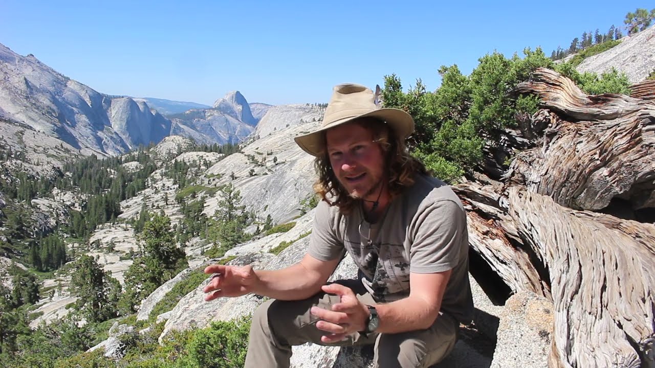 A Yosemite Tree who is Secretly Very Very Old: Sierra Juniper (Juniperus grandis)