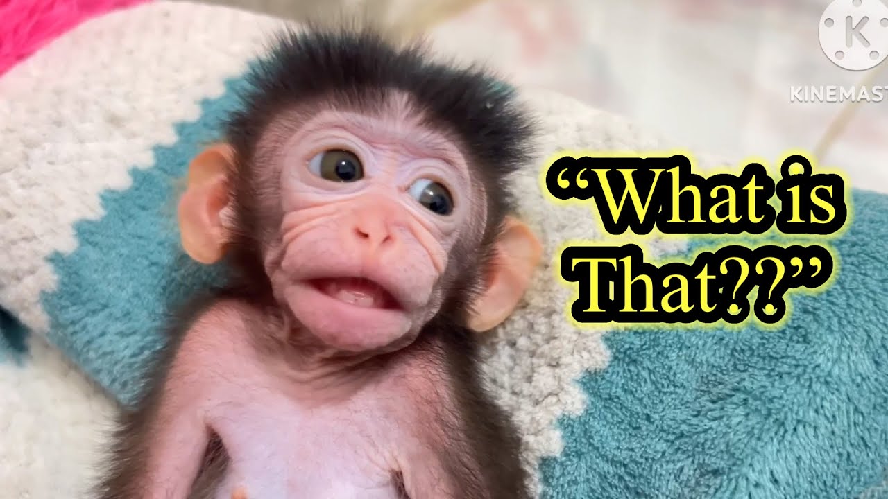 “Baby Monkey Yumi Got So Scared When She Heard the Cat Sneezing! 😨🐒🐱”