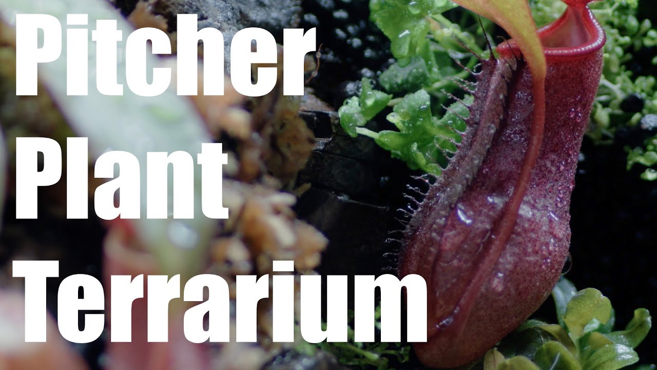 Terrarium for my Pitcher Plant?!