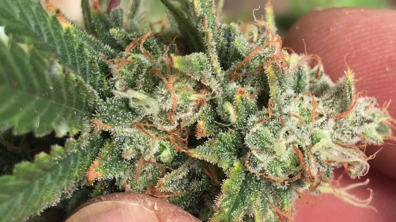 2020 Outdoor Grow March 29