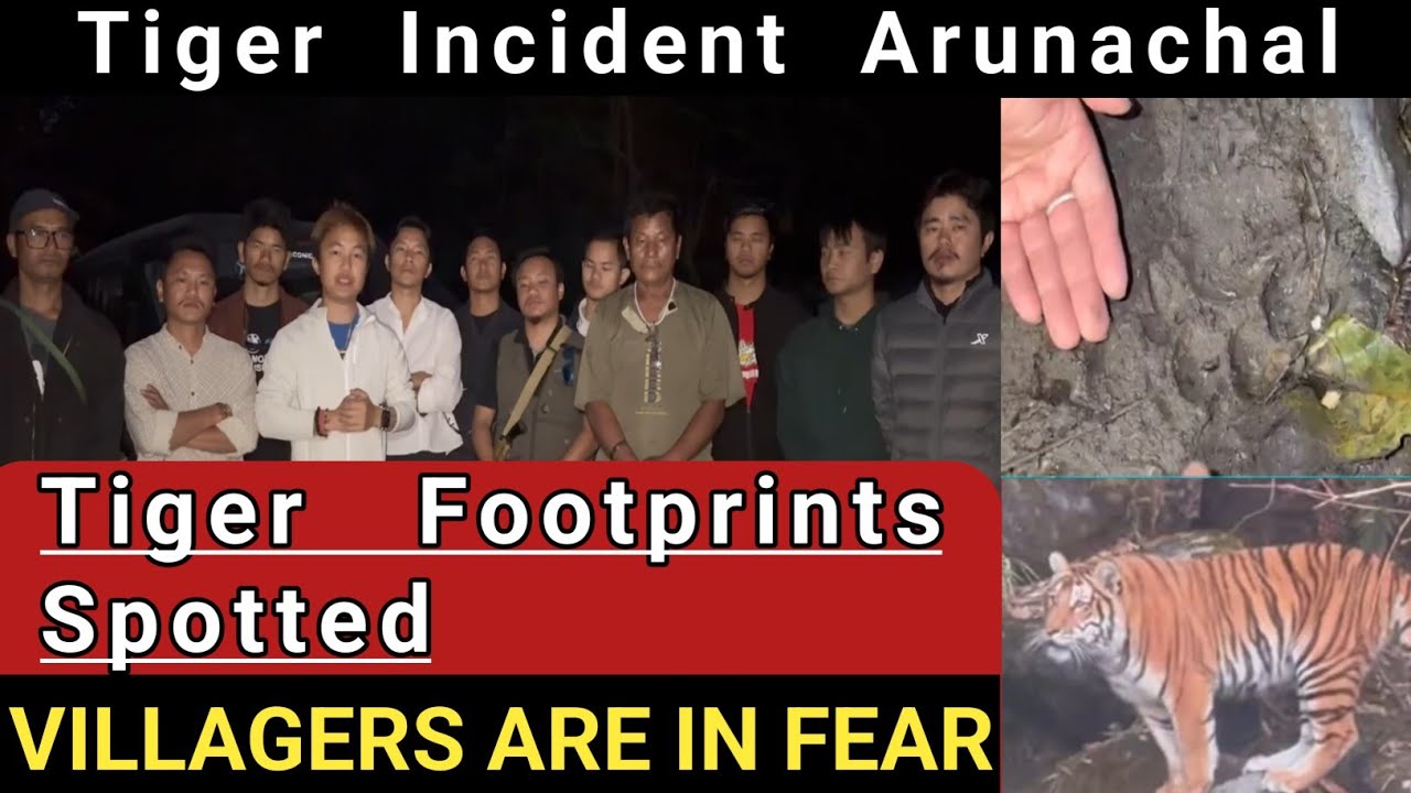🚨ALERT : Tiger Footprints Spotted | AIMSU Verified the  Site | Tiger Incident in Arunachal Pradesh