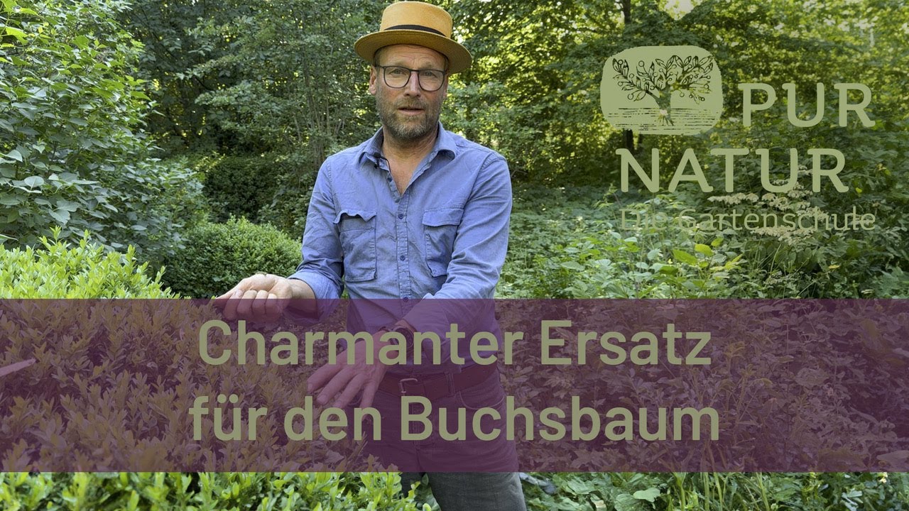 Buchsbaumalternativen - schöne Ersatzpflanzen für unsere beliebte immergrüne Gartenpflanze