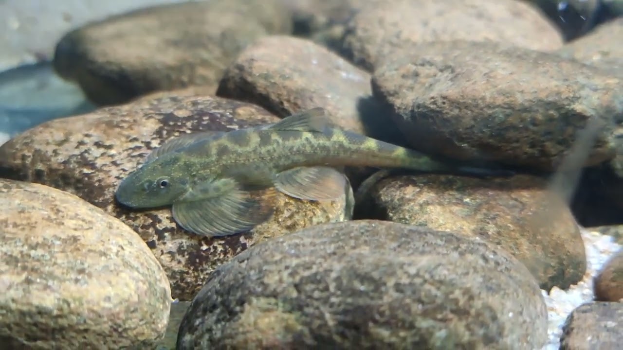 Balitora cf. brucei