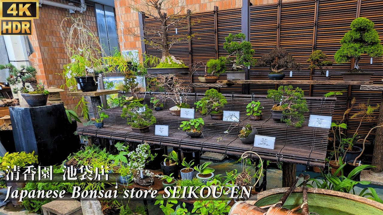 Japanese Bonsai store 'SEIKOU-EN' in Ikebukuro March 2024 ~清香園 池袋店~  [4K HDR]