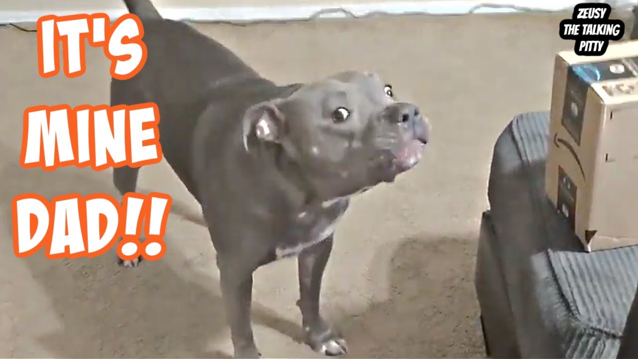 Talking Pitbull Tells Dad The Package Is His!!  Most Talkative Dog On YouTube!!