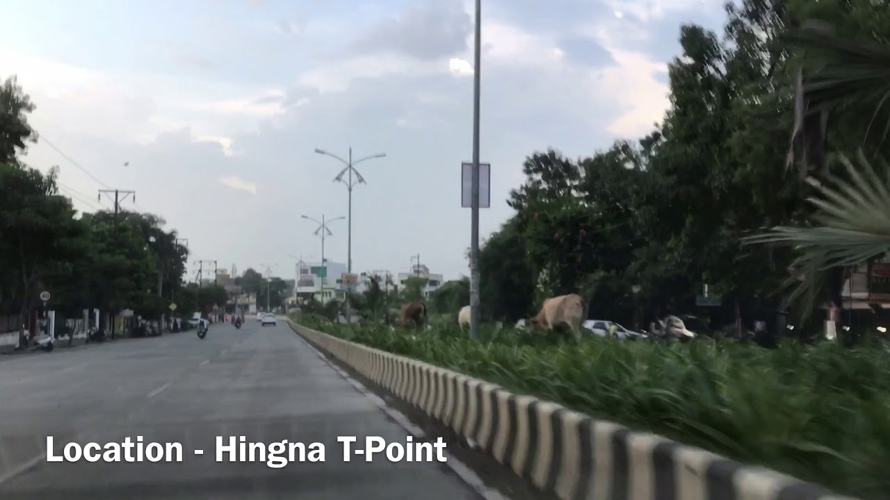Nagpur Smart City - Cattle grazing the plants on divider.
