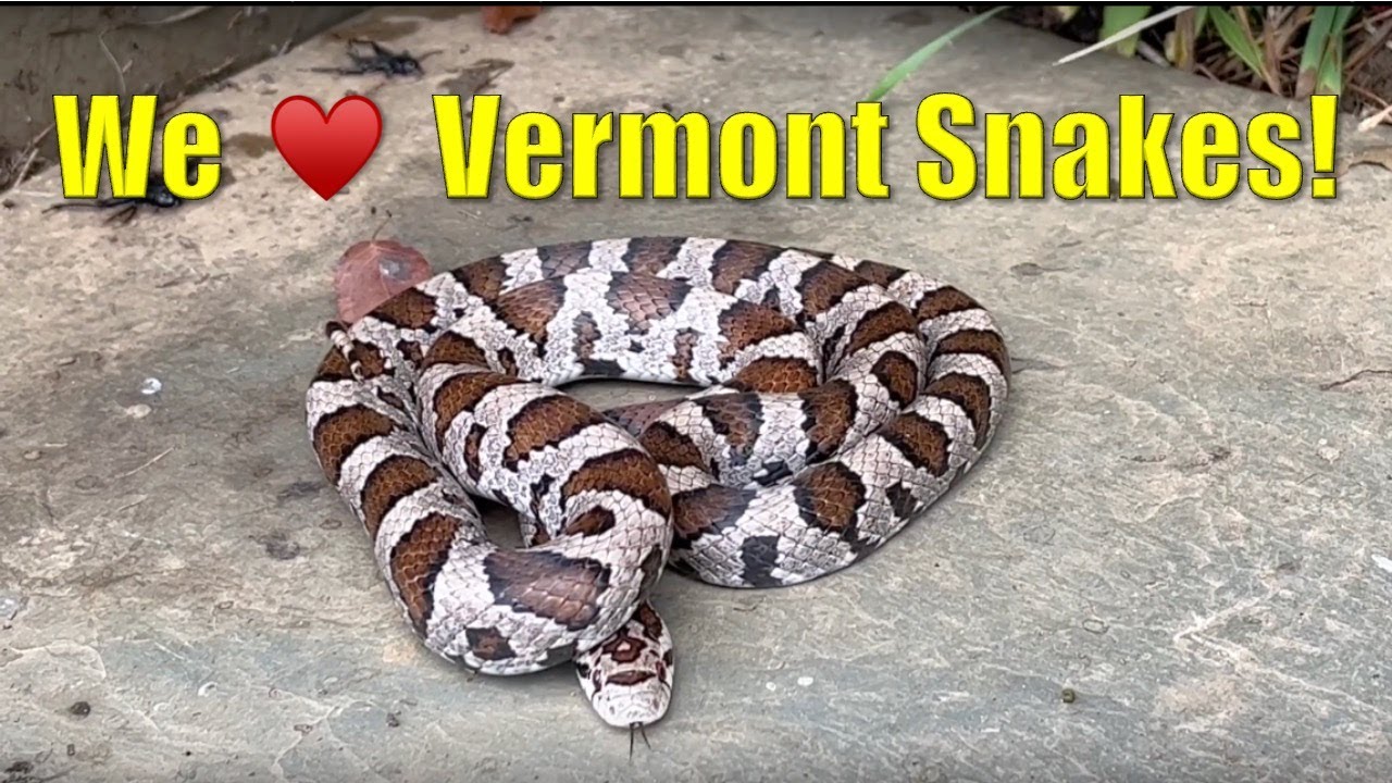 Autumn snake survey in Addison County, Vermont