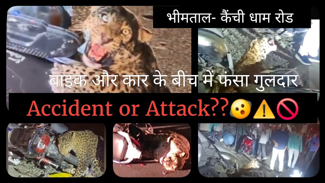 बाइक में फंसा गुलदार‼️⚠️Accident ya Hamla??‼️#yt #leopard #wildlife #viral #youtube #new #trending