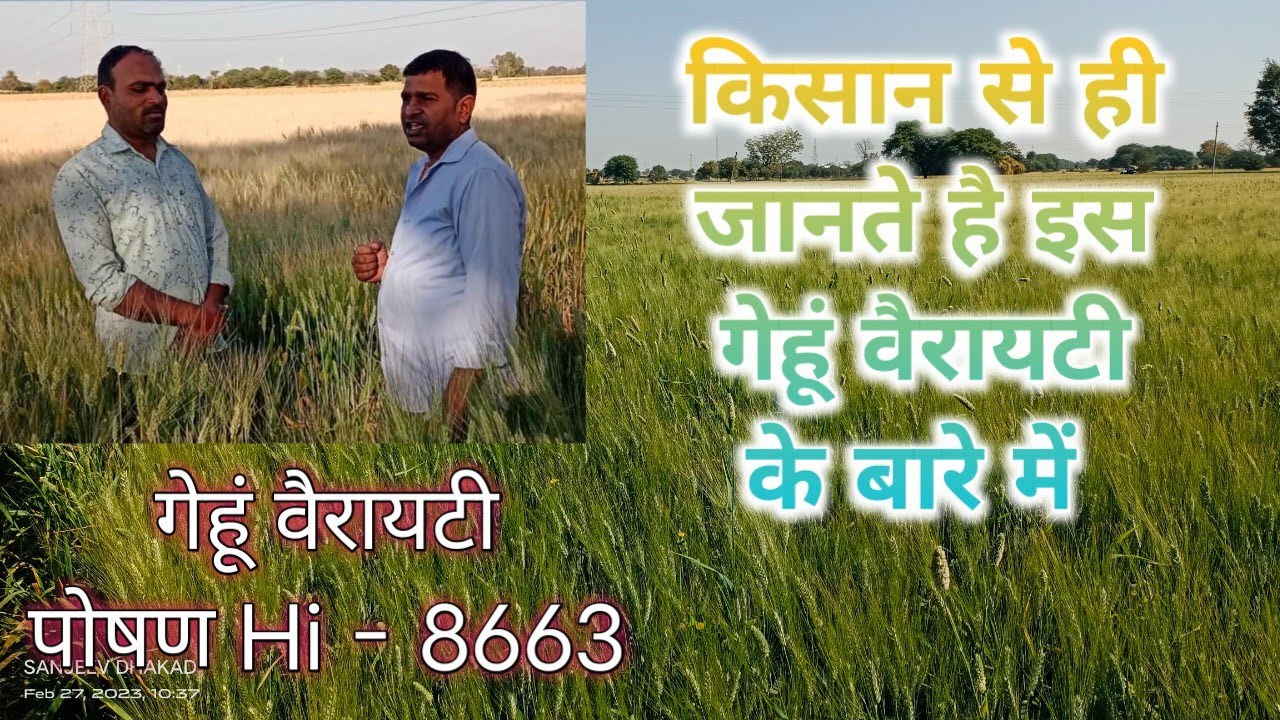 2. गेहूं वैरायटी पोषण (hi 8663)हलधर FPO गेहूं ।। किसान को हुवा फायदा👍👍👍@Skbhaldhar