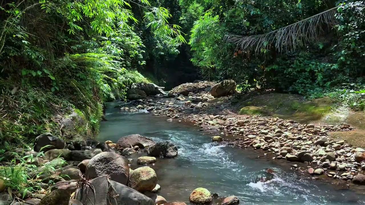 Gentle Stream Flowing in Dense Jungle for Stress Relief and Focus