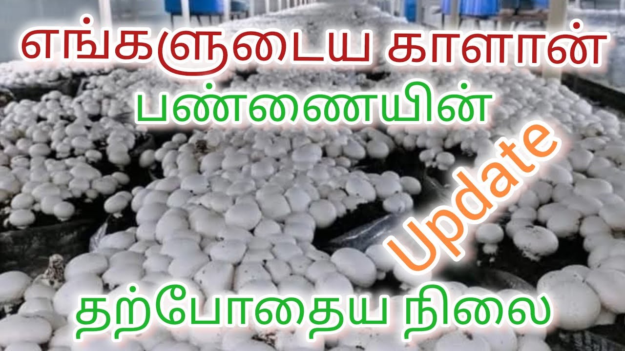 எங்கள் காளான் பண்ணையின் தற்போதைய அப்டேட் 