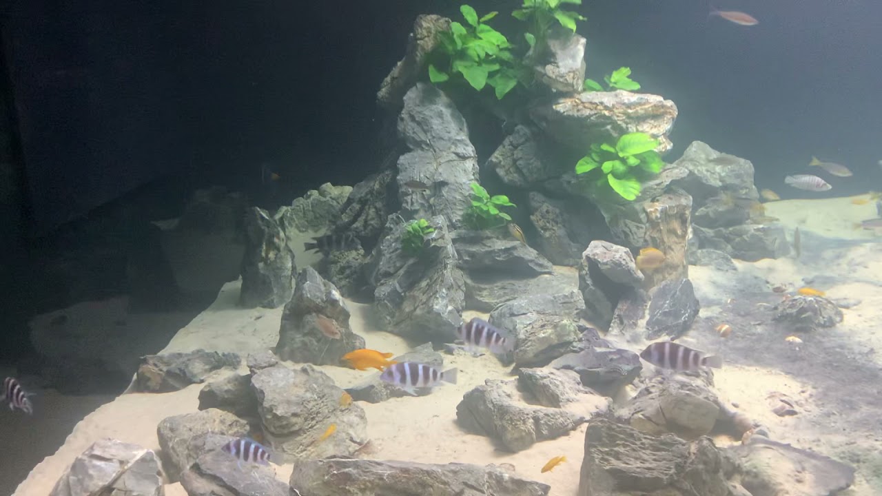 Tanganyika biotope monster aquarium tank 1800gal part 7 Frontosa