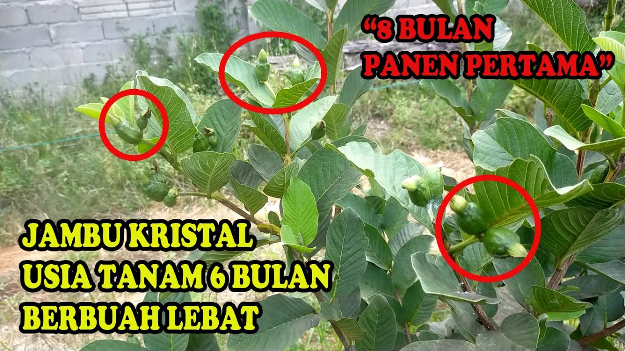 Jambu Kristal Usia 6 Bulan Berbuah Lebat || 8 Bulan Panen Perdana