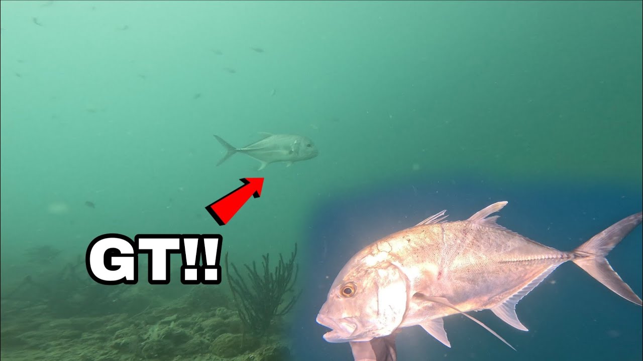 GIANT TREVALLY 🎯 | DUMARAN PALAWAN | SPEARFISHING PHILIPPINES 