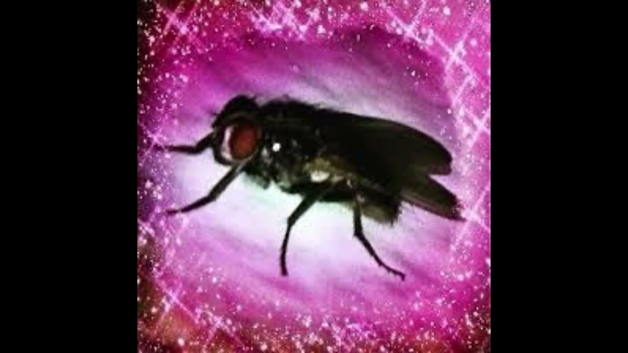 AYESHA EROTICA TYPE BEAT - “FLY”