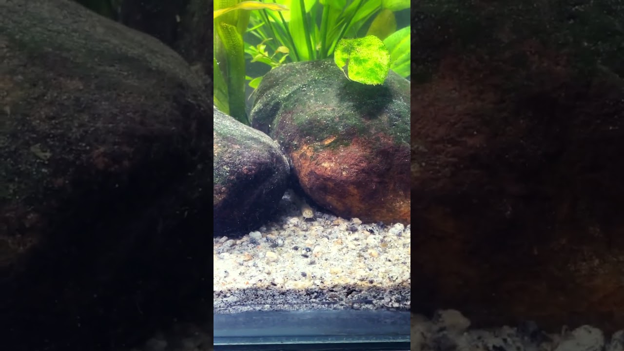 Rare south Indian loaches and catfish #catfish #loach #usa #germany #southindian #kerala #canada