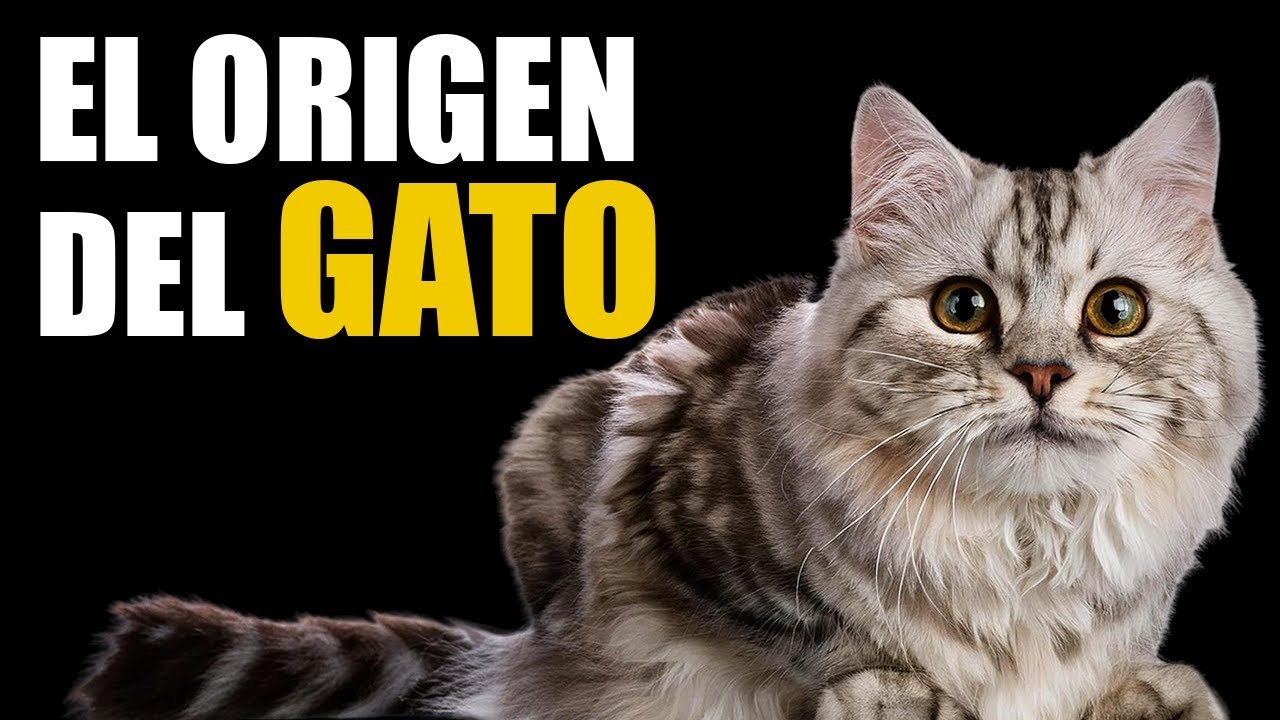 ¿De dónde vienen los GATOS realmente? | El ORIGEN del gato doméstico