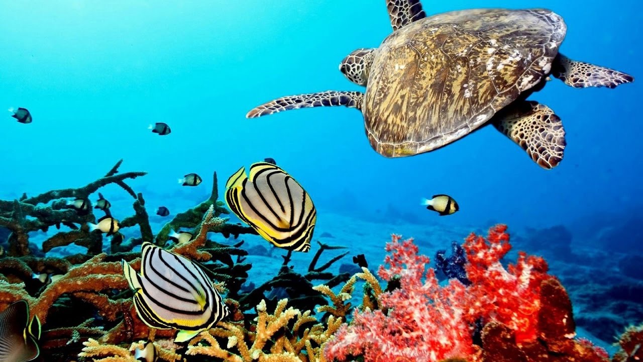 Beautiful  Nature Coral Reef life - Sea Turtle, Shark,  -  Sleep and Relax Music Screensaver