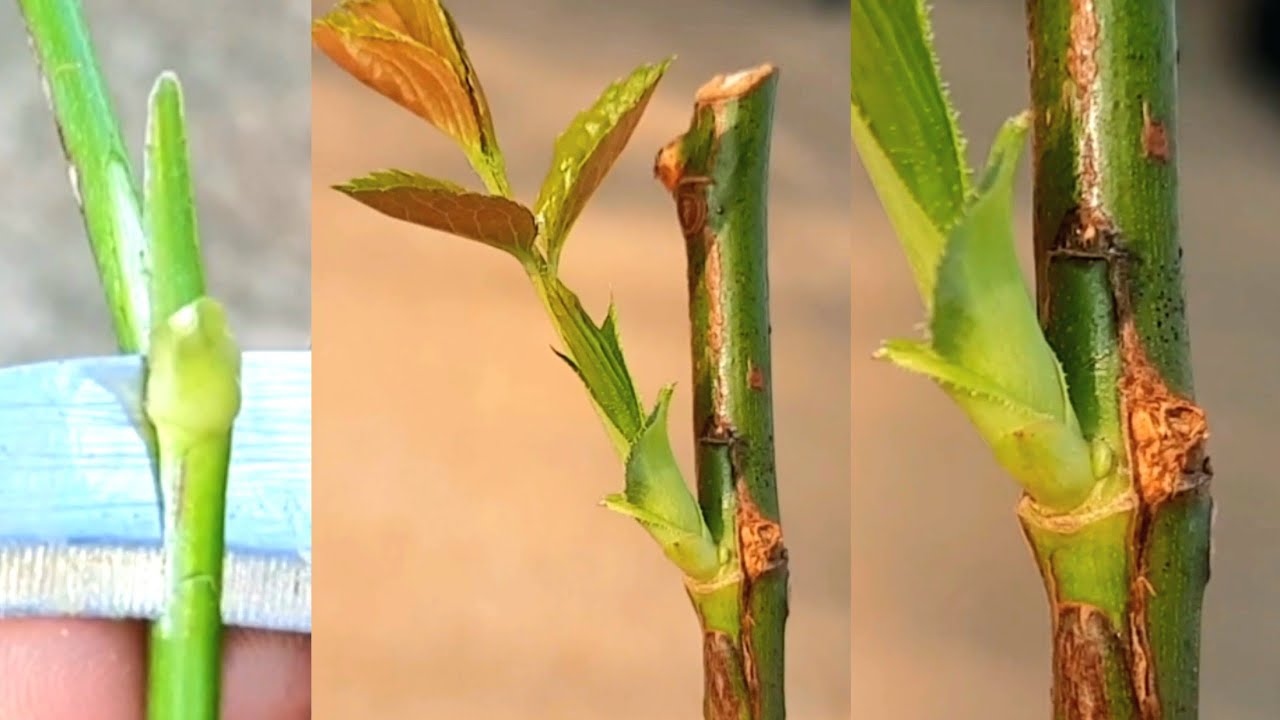Rose Bud Grafting Tutorial | How To Make Standard Roses