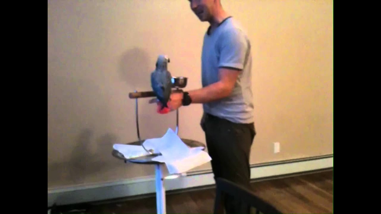 Stephen Sustains Serious Bite From African Grey Parrot