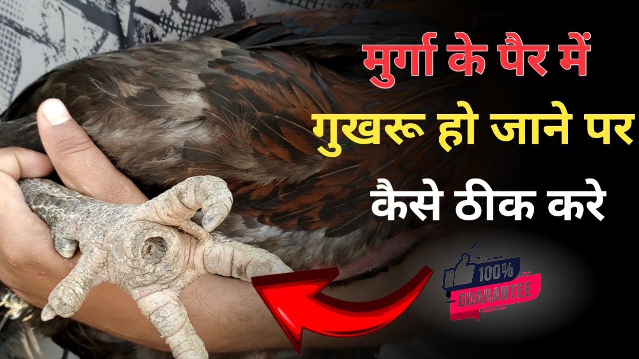 मुर्गा के पैर में गुखरु हो जाने पर कैसे ठीक करें | murga ke per me gukharu ho jane par elaj