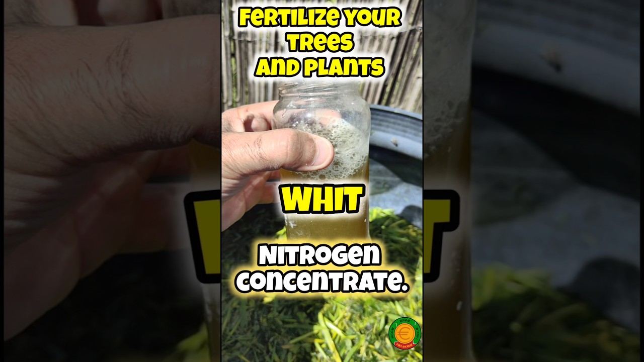 HOW TO MAKE YOUR OWN ORGANIC NITROGEN FERTILIZER #fertilizer #organicfertilizer #nitrogen #grass