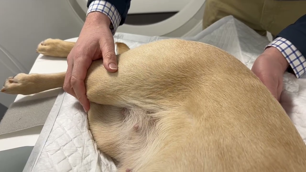 Ortolani Test for Hip Dysplasia in Dogs