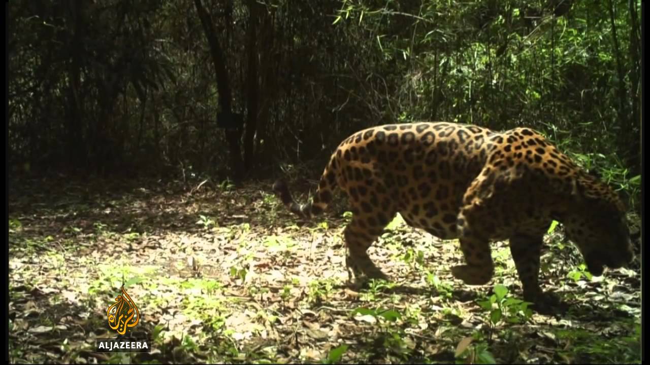 Ecuador's thirst for oil threatens wildlife
