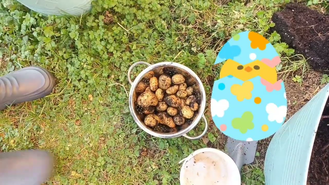 🥔Βγάζουμε πατάτες στην γλάστρα 🍟 μέσα στον χειμώνα 🎄⛄️#potato #pommesdeterre #gardening 