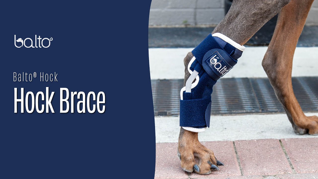 Balto Brace Hock | Canine and Feline Hock Brace