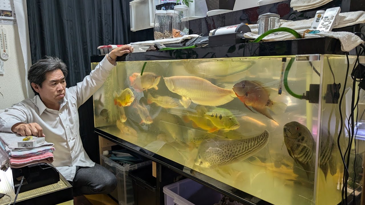 【部屋の真ん中に大型水槽】熱帯魚をこよなく愛するANchanBKKさんの水槽部屋へ5回目の潜入！57歳を前にしても毎日深夜までバリバリ働き、その後は熱帯魚たちと過ごす！超パワフルANchan！