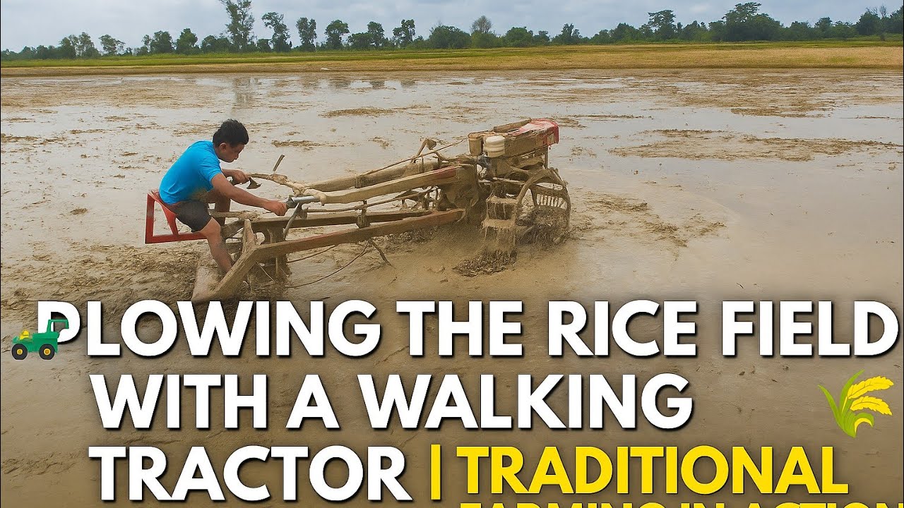 🚜 Plowing the Rice Field with a Walking Tractor | Traditional Farming in Action 🌾