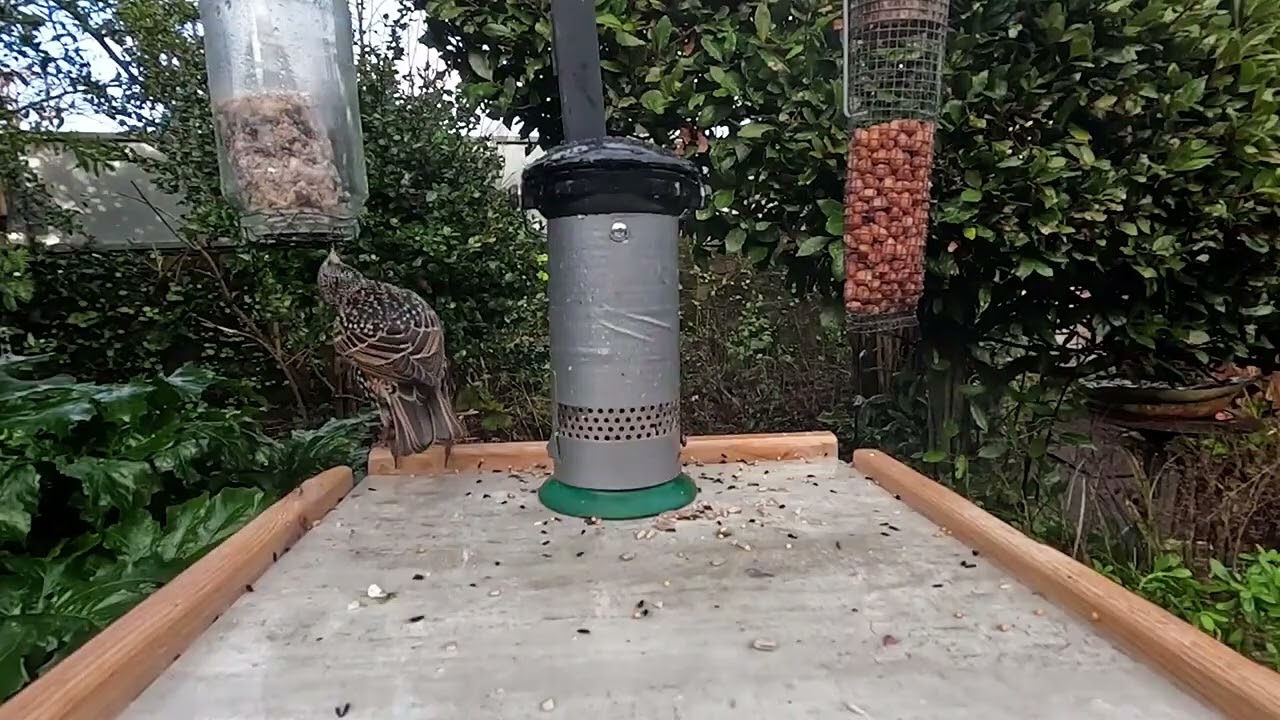 Starlings on Bird Feeding Station (Jan 12th 2026)
