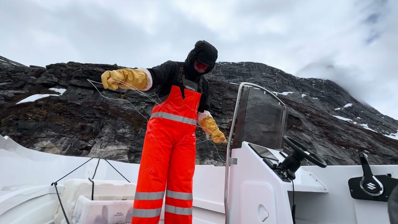Cod fishing in Greenland - Saarullinniarneq aalisaammik