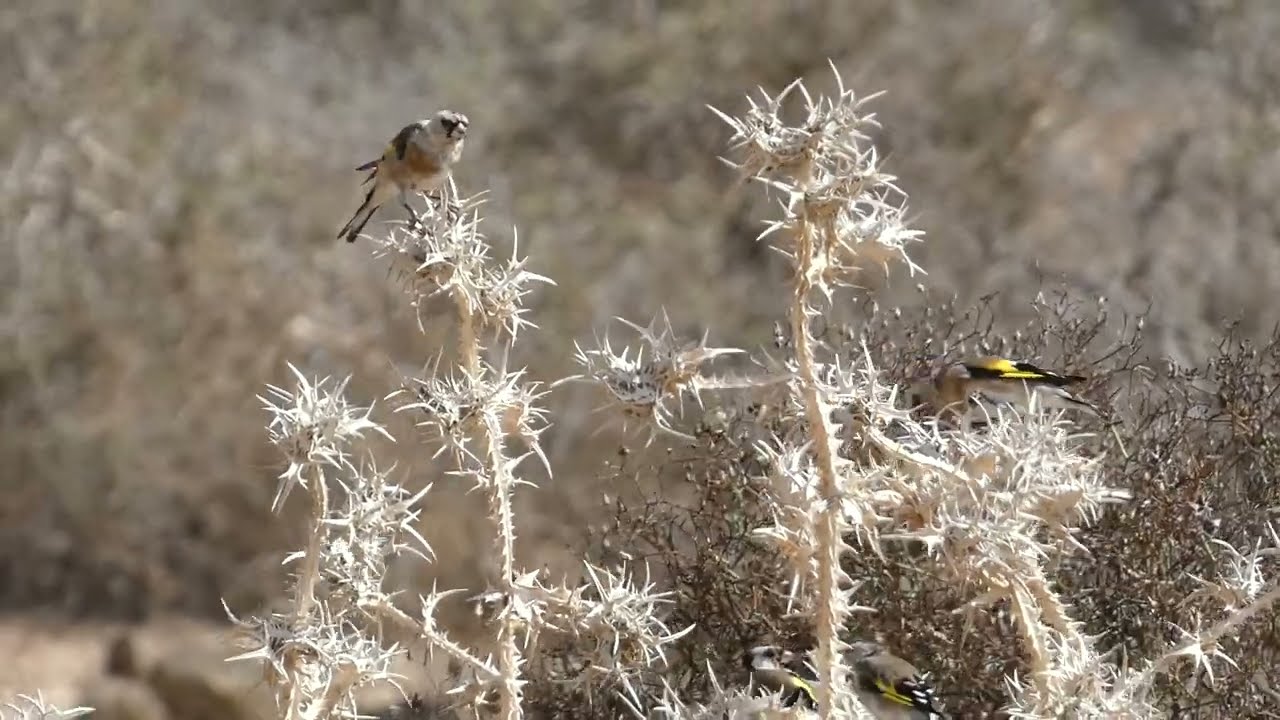 Pintos, Jilguero en Gran Canaria..... Carduelis carduelis parva.