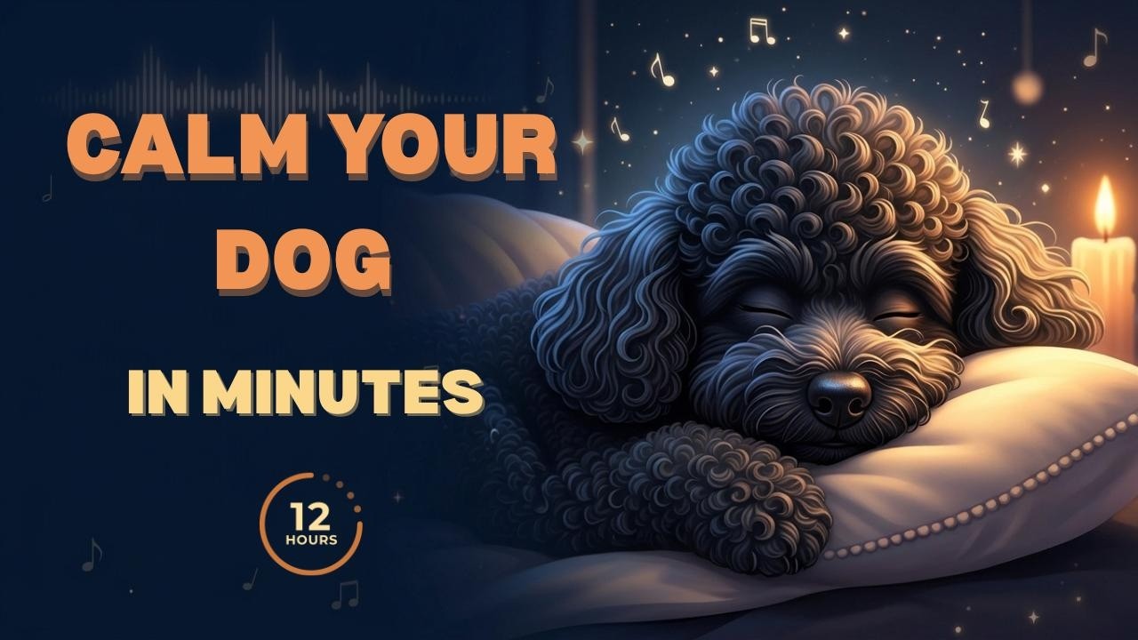 12 Hours of Calming Music for Dogs 🐶 Help Your Dog Relax, Sleep & Stay Calm