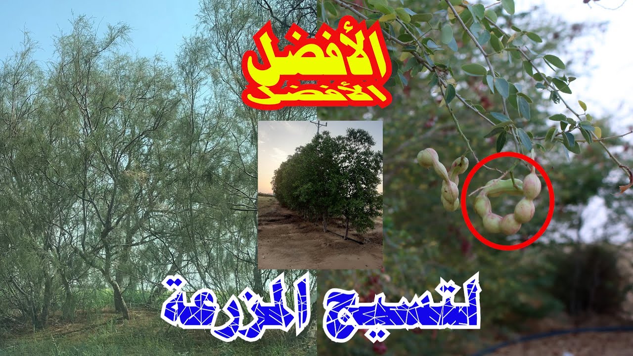 الحياة في الريف _ايش افضلل شجر مناسب لصد الرياح ولتشجير وتسوير المزرعة وأسعار الشتلات في المشاتل13