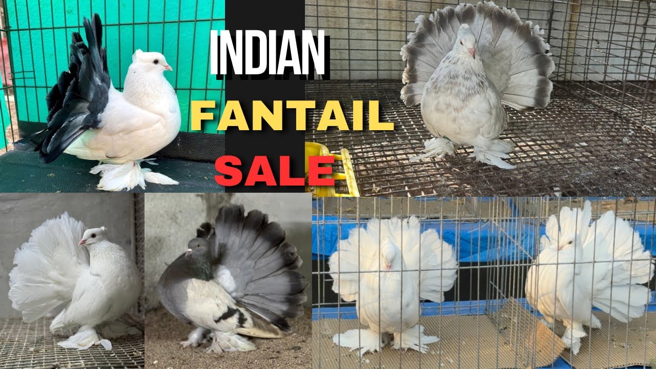 Indian Fantail / Pigeon For Sale / Pigeon Video / Kabootar Video