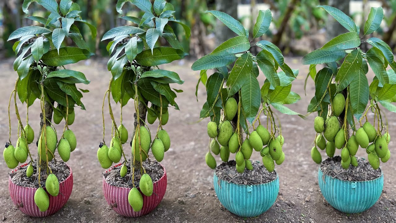 Tips for growing mango tree from cutting at home | how to grow mango tree from cutting