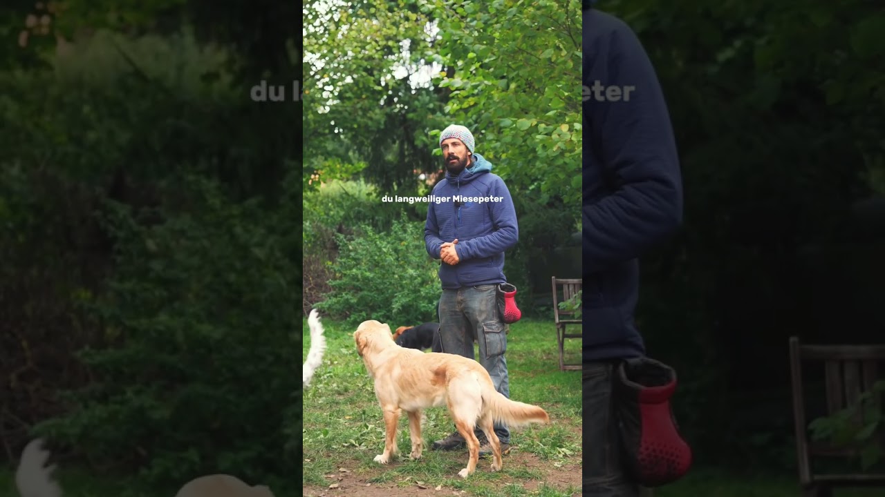 Aufmerksamkeit bei Hundebegegnungen 