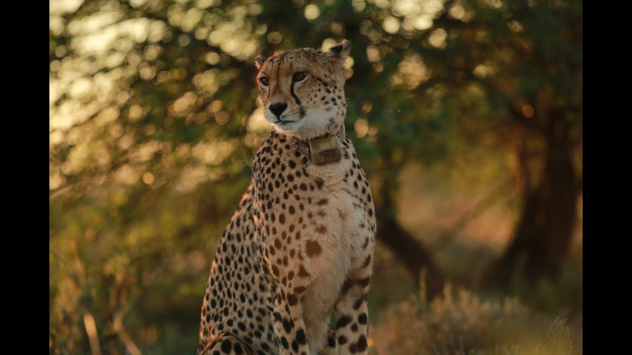 A Cheetah&rsquo;s Pride | Terra Mater Studios (Official Trailer)