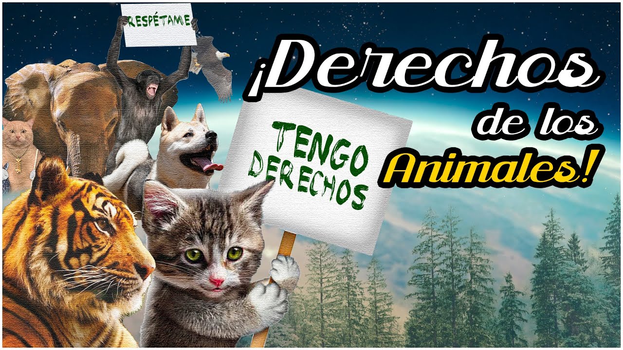 LOS ANIMALES S&Iacute; TIENEN DERECHOS | Video ensayo #animales #ambient #derecho