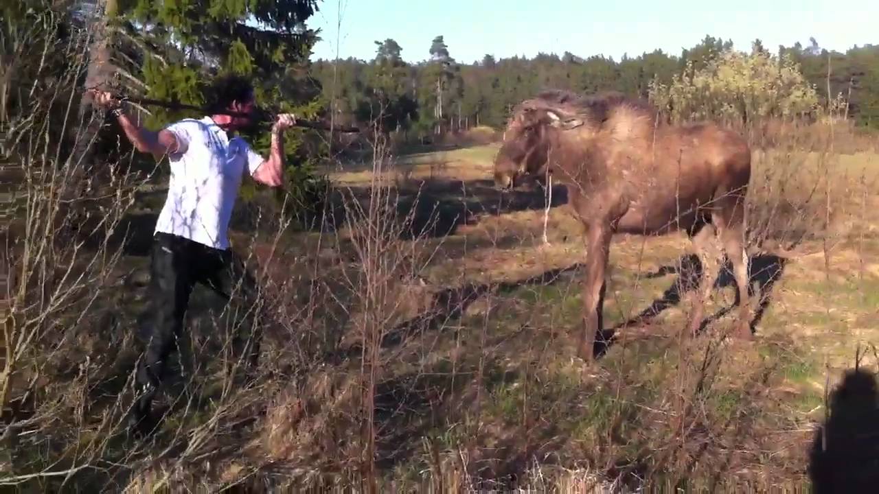 man vs moose in sweden (the original)